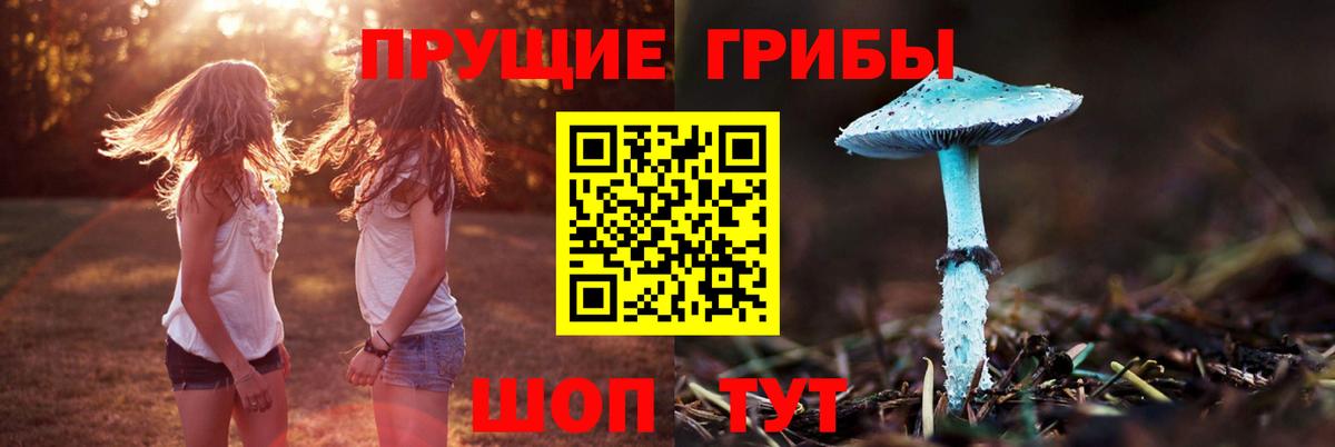 Галлюциногенные грибы Psilocybe Ступино